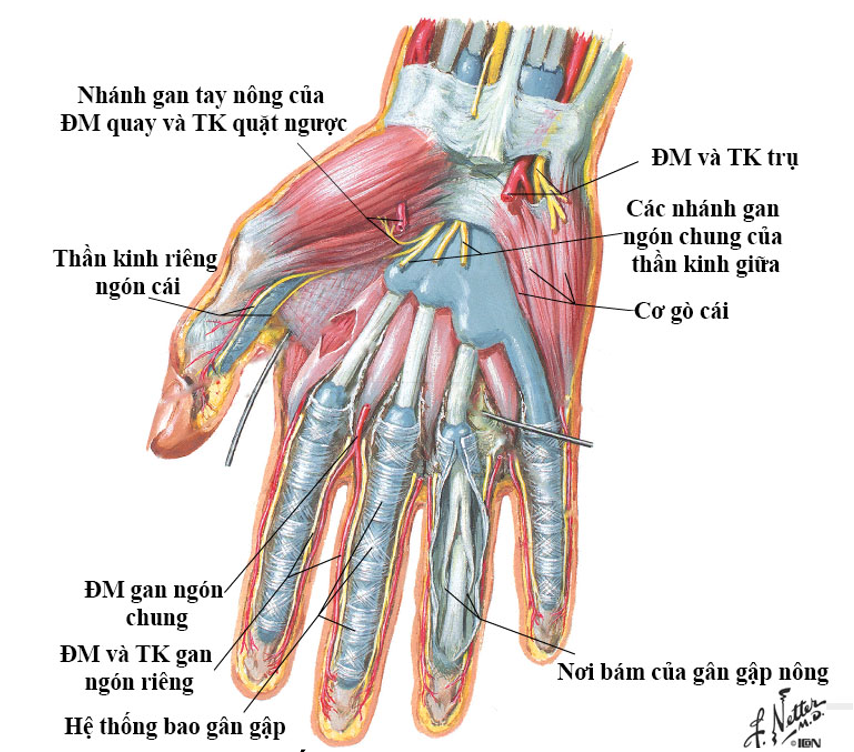 Hệ thống gân và các bao gân của bàn tay