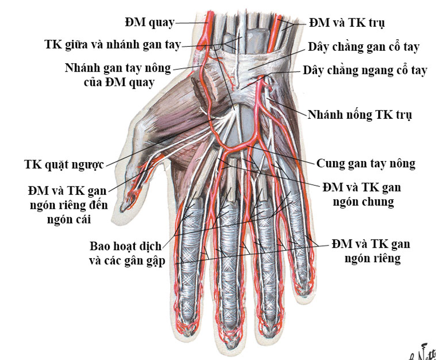 Hệ thống mạch máu và thần kinh của bàn tay