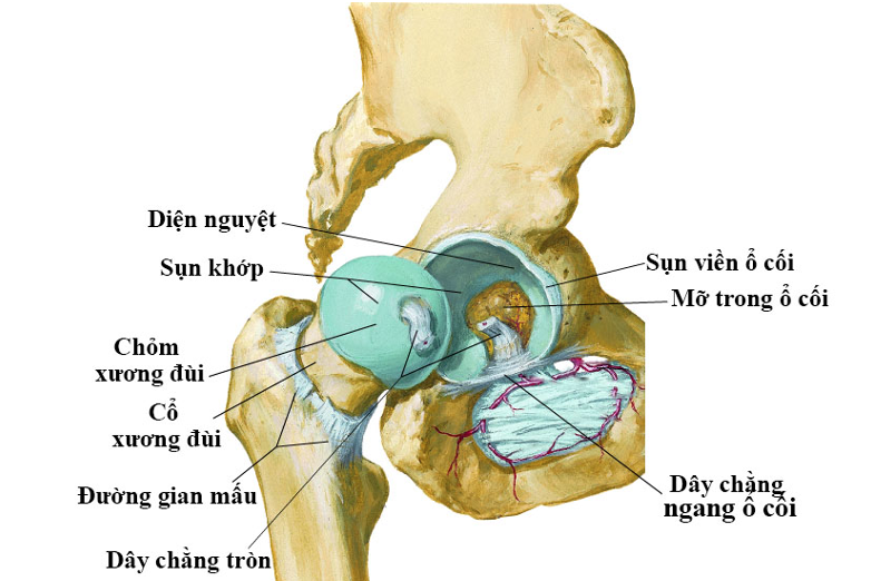 Cấu trúc của một khớp háng
