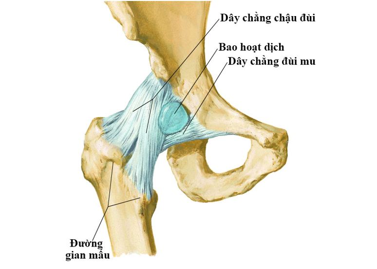 Hệ thống dây chằng bao khớp háng