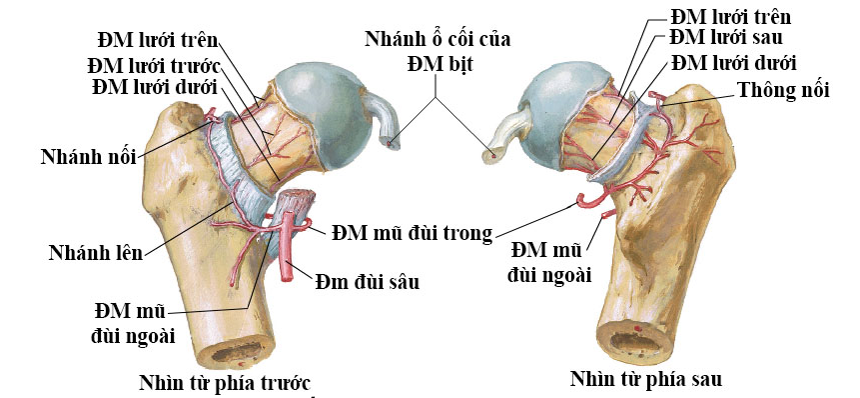 Hệ thống mạch máu nuôi chỏm xương đùi