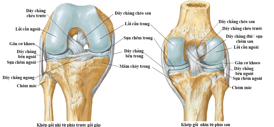 Giải phẫu khớp gối