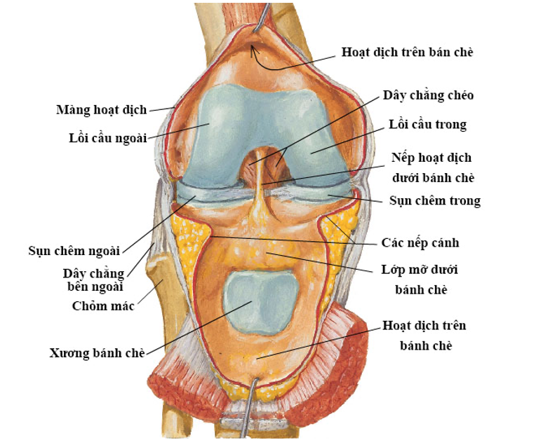 Lớp hoạt mạc v&agrave; bao khớp gối