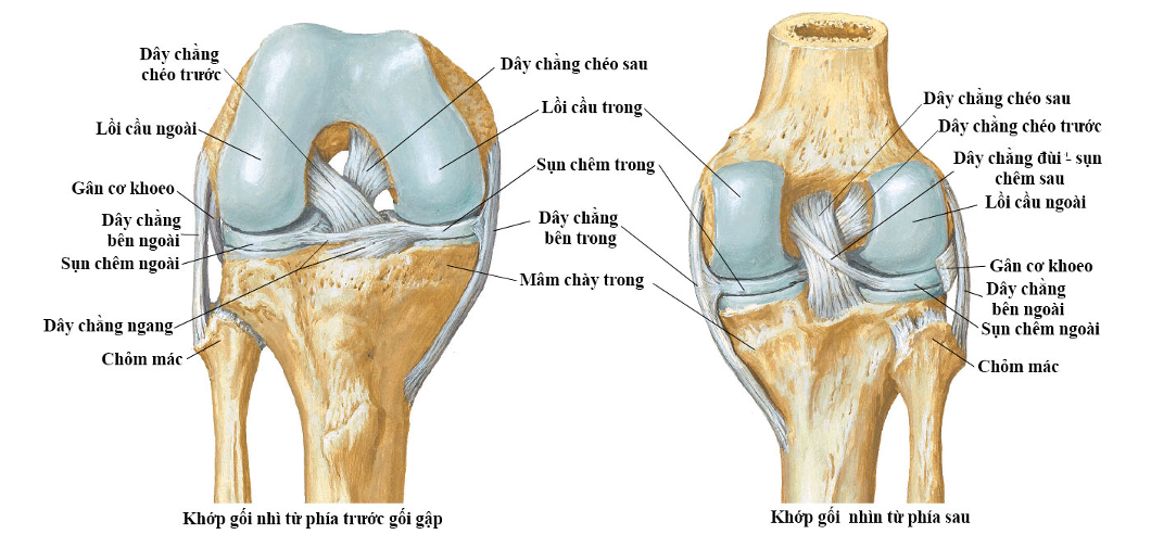 Hệ thống d&acirc;y chằng của khớp gối