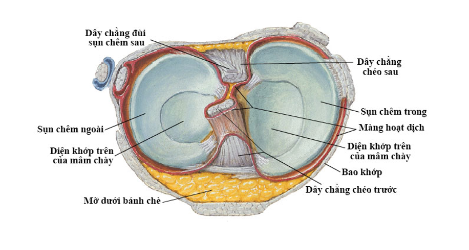 Hệ thống sụn ch&ecirc;m