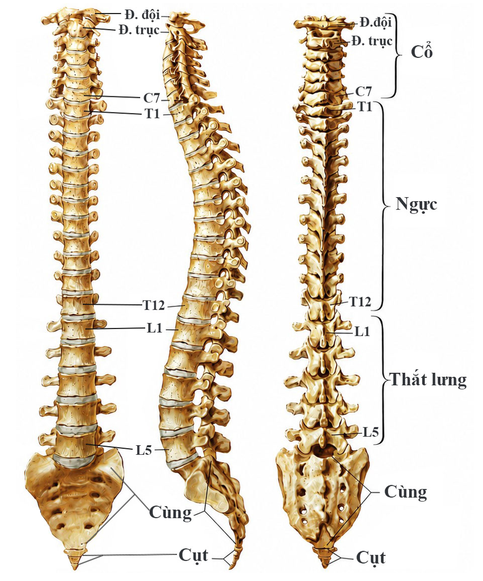 Hình ảnh cột sống ở người bình thường