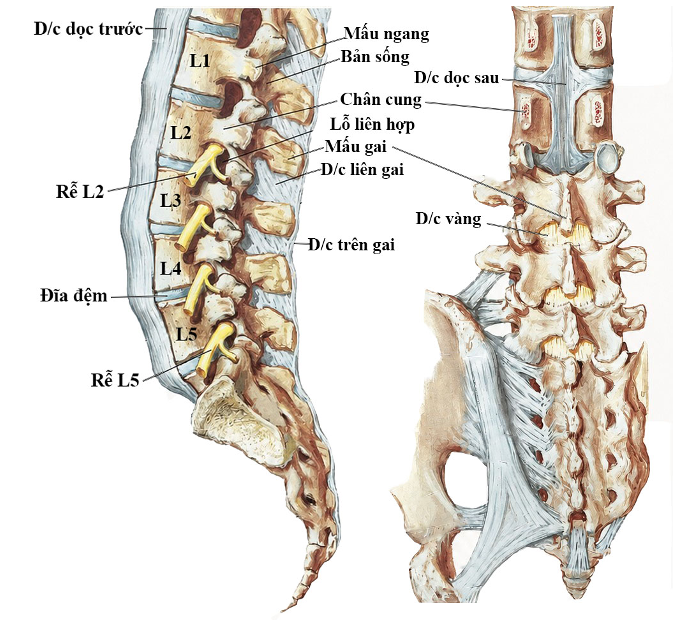 Hình ảnh cột sống thắt lưng