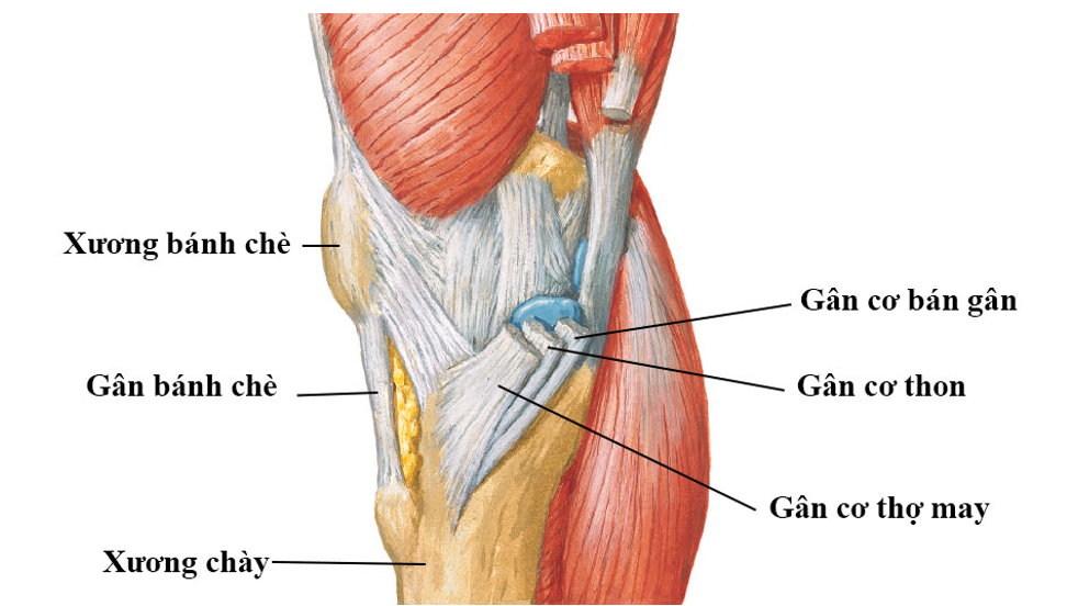 ĐAU GỐI DO VIÊM NƠI BÁM CƠ CHÂN NGỖNG
